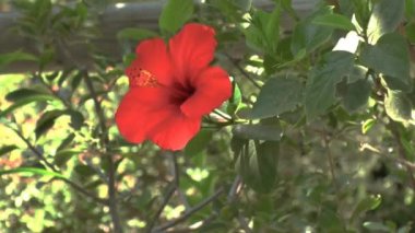 arka plan kırmızı hibiscus çiçek, Girit ile