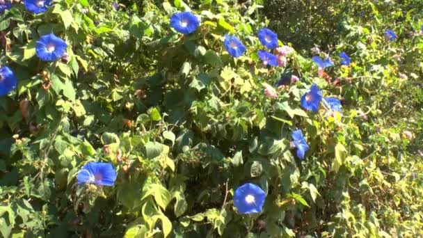 Achtergrond met blauwe bloemen van veld bindweed (convolvulus arvensis), Kreta — Stockvideo