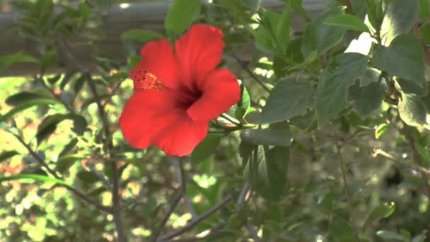 Achtergrond met rode hibiscus bloem, Kreta — Stockvideo