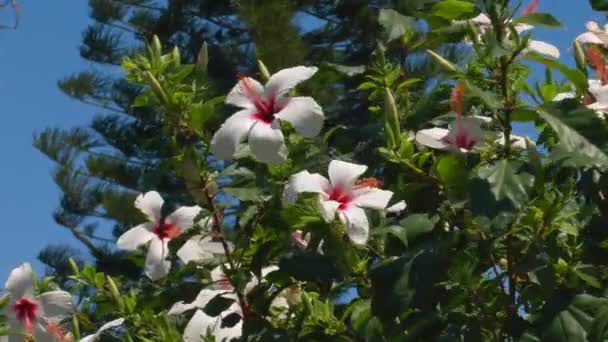 Φόντο με τριαντάφυλλο Ιβίσκος λουλούδι, Κρήτη — Αρχείο Βίντεο