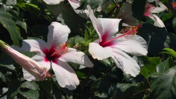 Achtergrond met roos hibiscus bloem, Kreta — Stockvideo