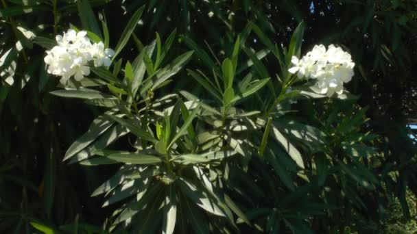 Hintergrund mit weißer Oleanderblüte, Beton — Stockvideo