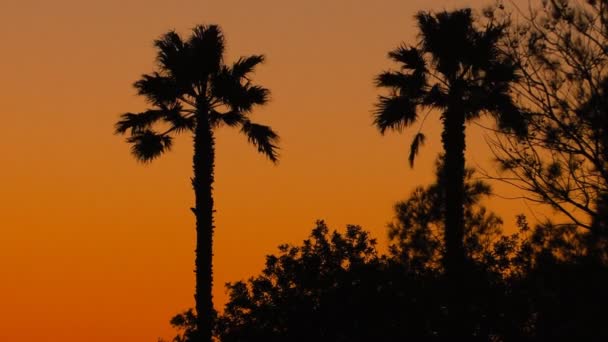 Tropische zonsondergang achtergrond met palmbomen — Stockvideo