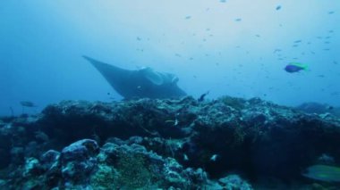 birlikte, Maldivler Yüzme mantas (manta birostris)