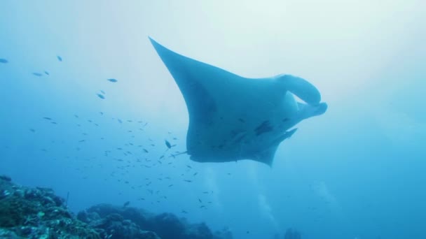 Mantas (Manta birostris), nager dans une rangée, Maldives 
