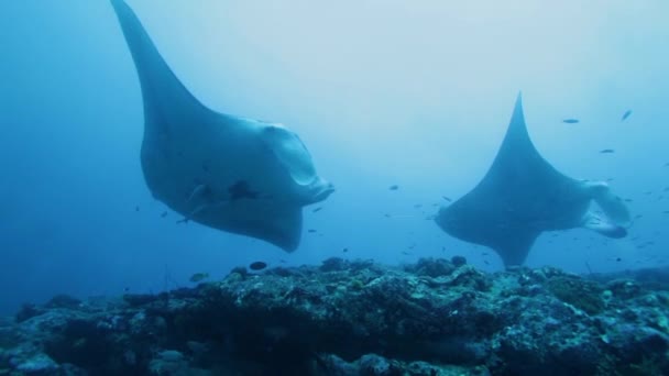 Mantas (Manta birostris) nageant ensemble, Maldives 