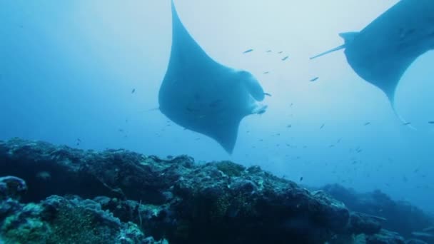 Mantas (Manta birostris) nageant ensemble, Maldives 