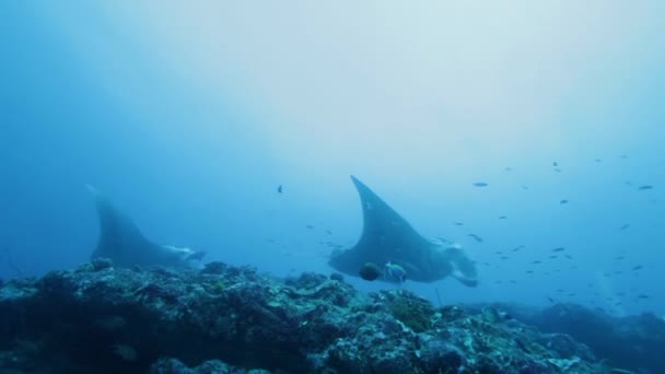 Mantas (Manta birostris) nageant ensemble, Maldives 