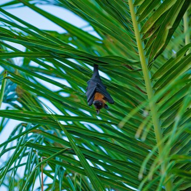 palmiye ağacı, Maldivler üzerinde uçan tilki