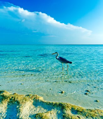 gri balıkçıl ve vahşi okyanus plaj