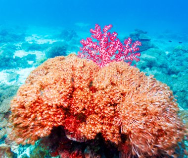 renkli tropik resif peyzaj