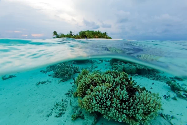 Escena semi submarina de isla y arrecife — Foto de Stock