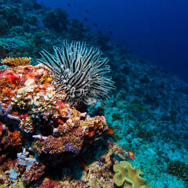 Морская лилия на тропическом коралловом рифе — стоковое фото