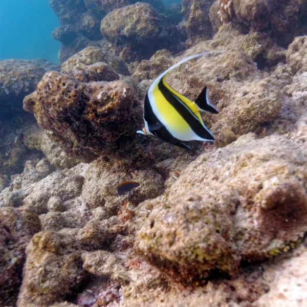 Yellow Fish in Tropical Coral Reef, Maldives — Stock Photo, Image