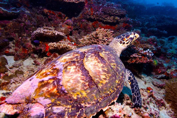 Tortuga en Arrecife coral tropical — Stok fotoğraf