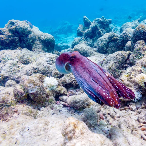 Octopus on Coral Tropical Reef, Maldives — Stock Photo, Image