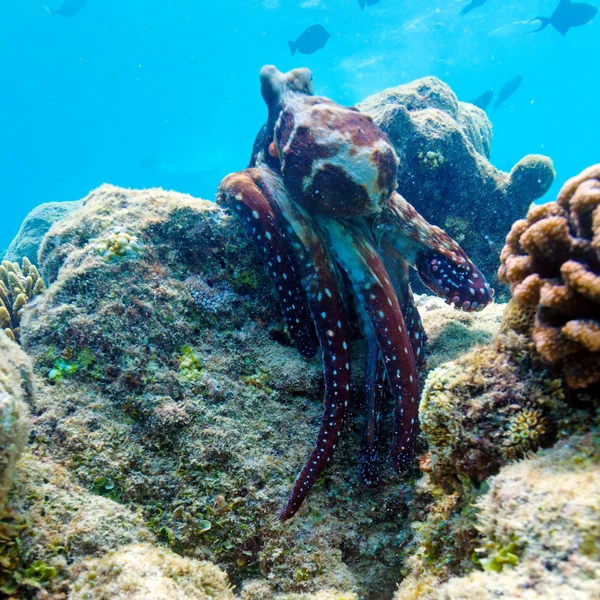Octopus on Coral Tropical Reef, Maldives — Stock Photo, Image