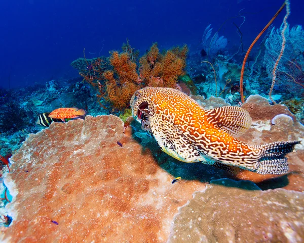 Tropische Fische in der Nähe farbenfroher Korallenriffe — Stockfoto