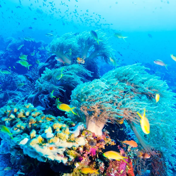 Tropical Fishes near Colorful Coral Reef — Stock Photo, Image