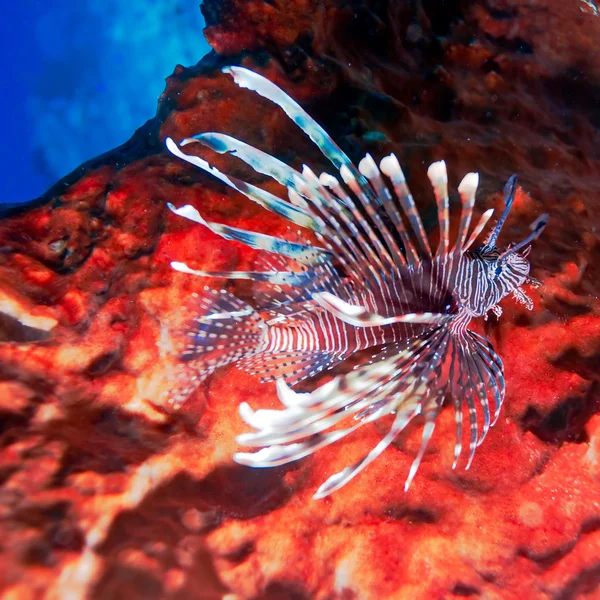 Peces tropicales cerca del colorido arrecife de coral — Foto de Stock