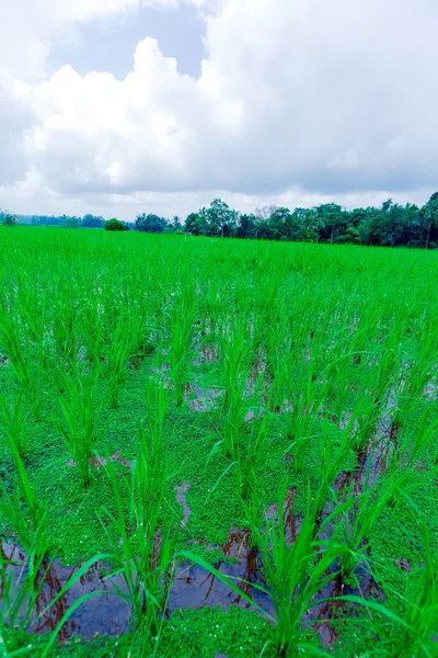 Paesaggio con campo di riso e giungla, Bali — Foto Stock