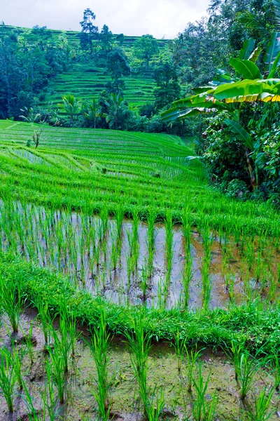 Landschaft mit Reisfeld und Dschungel, Bali — Stockfoto