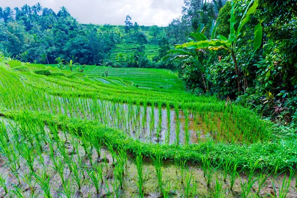 Paisaje con campo de arroz y selva, Bali — Foto de Stock