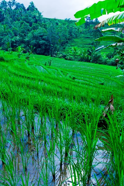 Landschap met rijst veld en jungle, bali — Stockfoto