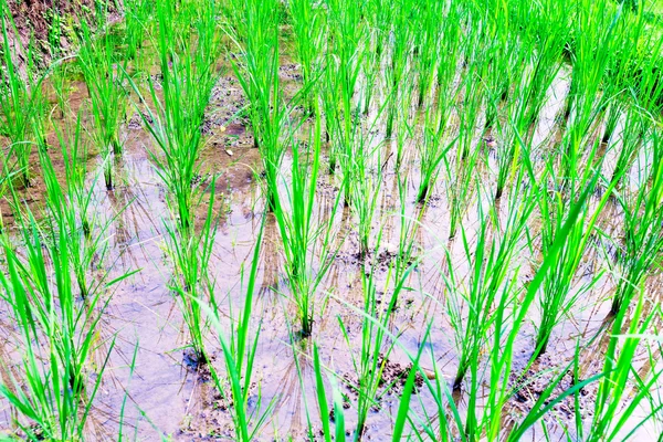 Közelkép a friss zöld rizs növények — Stock Fotó