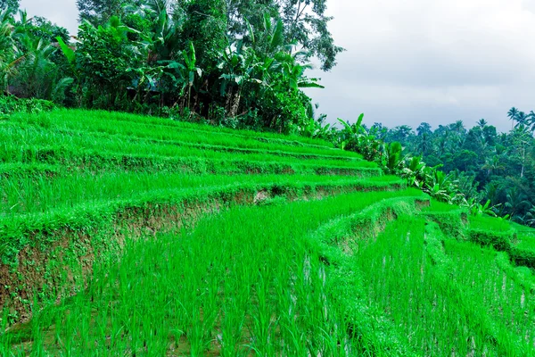 Krajobraz z pola ryżu i dżungla, bali — Zdjęcie stockowe