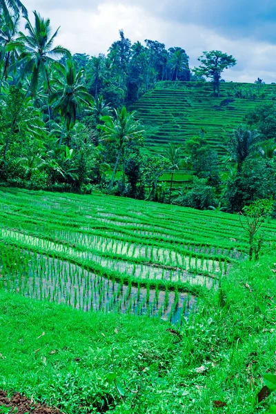 Paisaje con campo de arroz y selva, Bali — Foto de Stock