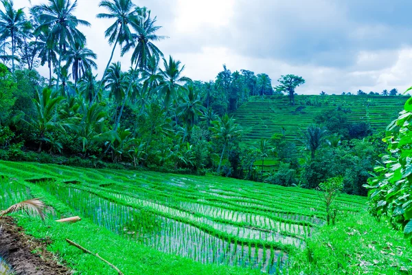 Krajobraz z pola ryżu i dżungla, bali — Zdjęcie stockowe