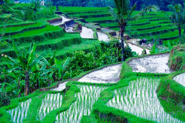 Krajina s rýže pole a džungle, bali — Stock fotografie