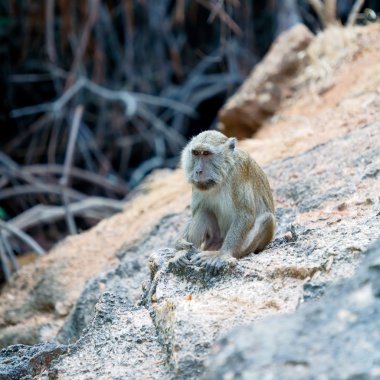 Komodo dragon - reus hagedis uit wild