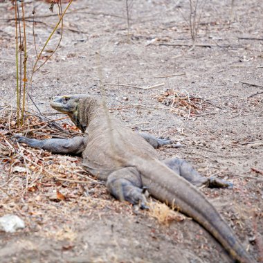 Komodo dragon - vahşi doğada dev kertenkele