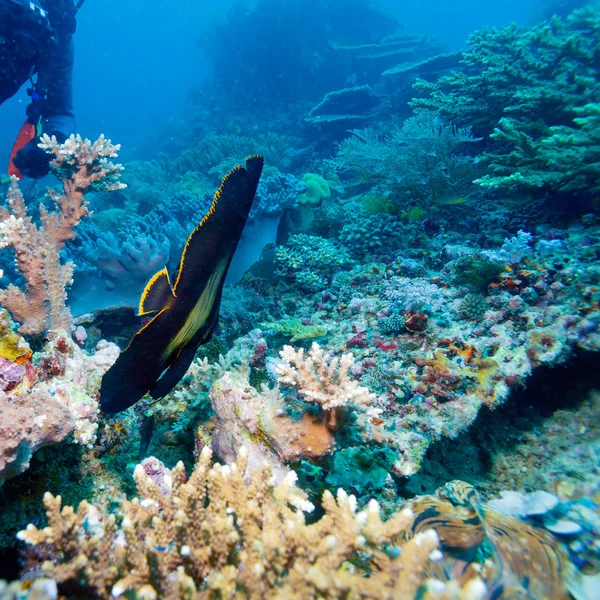 Pesce tropicale vicino alla colorata barriera corallina — Foto Stock