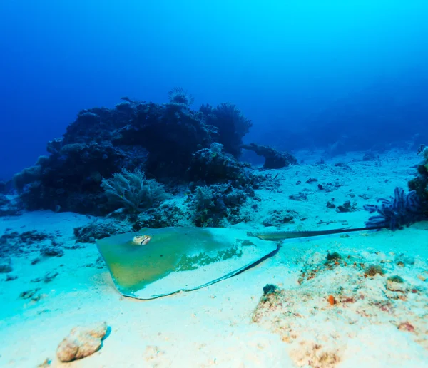 Stingray on Sandy Bottom of Coral Reef — Stock Photo, Image