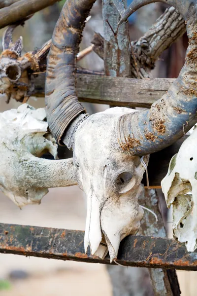 Animal Wasserbullenschädel mit Hörnern, Komodo — Stockfoto