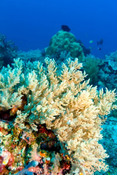 Paesaggio tropicale variopinto della barriera corallina — Foto Stock