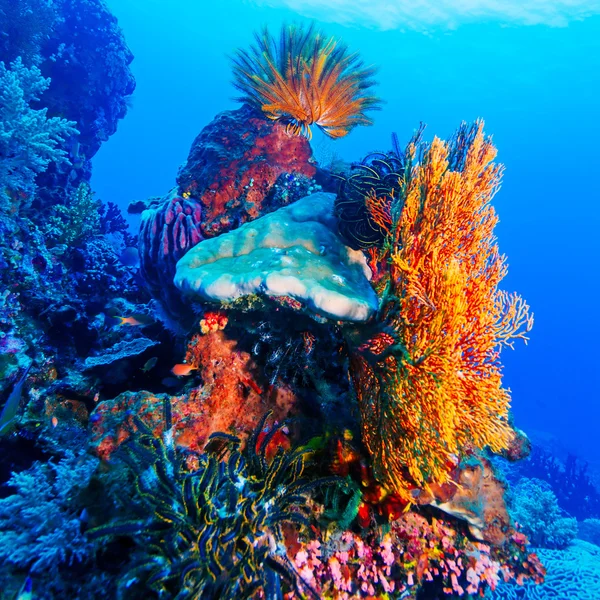 Lirios de mar en coloridos arrecifes tropicales — Foto de Stock