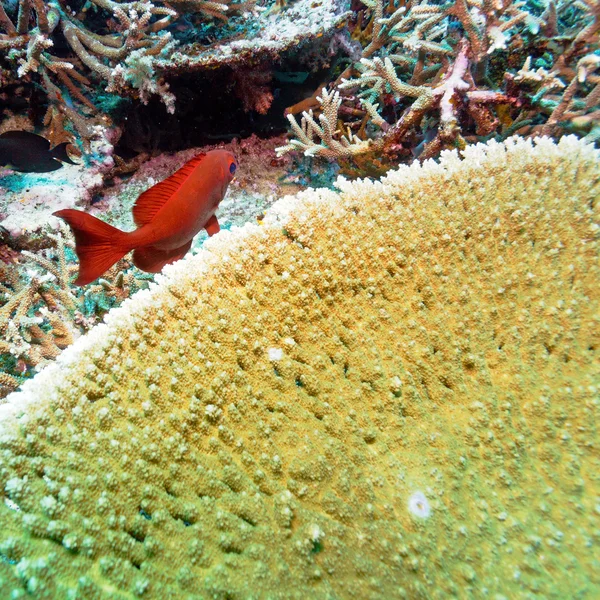 Červená tropických ryb v blízkosti korálového útesu — Stockfoto