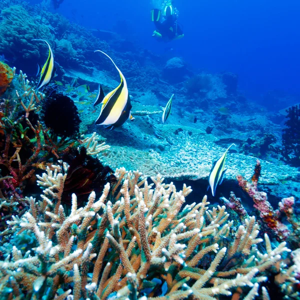 Peces tropicales cerca del colorido arrecife de coral —  Fotos de Stock