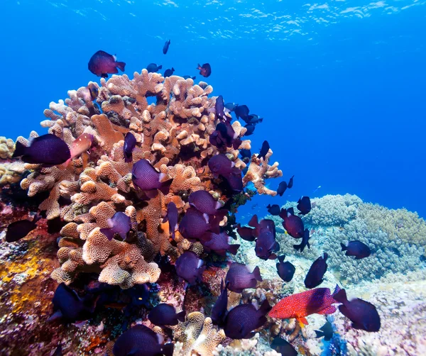 Peixes tropicais perto de recifes de corais coloridos — Fotografia de Stock