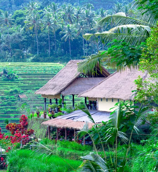 Villaggio tradizionale con campo di riso nella giungla — Foto Stock