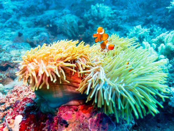 Peixes tropicais perto de recifes de corais coloridos — Fotografia de Stock