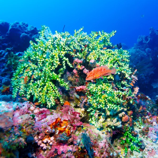 Mercan resif yanında kırmızı tropikal balık — Stok fotoğraf