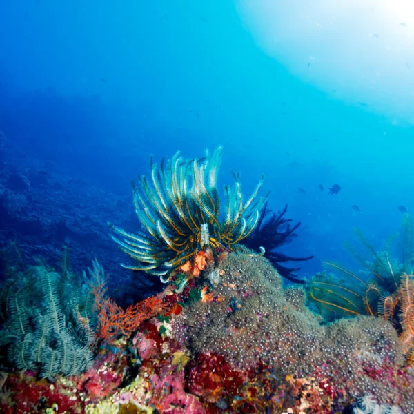 Sea Lilies on Colorful Tropical Reef — Stock Photo, Image