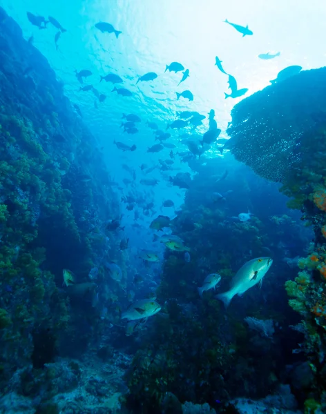 Tropische Fische in der Nähe farbenfroher Korallenriffe — Stockfoto