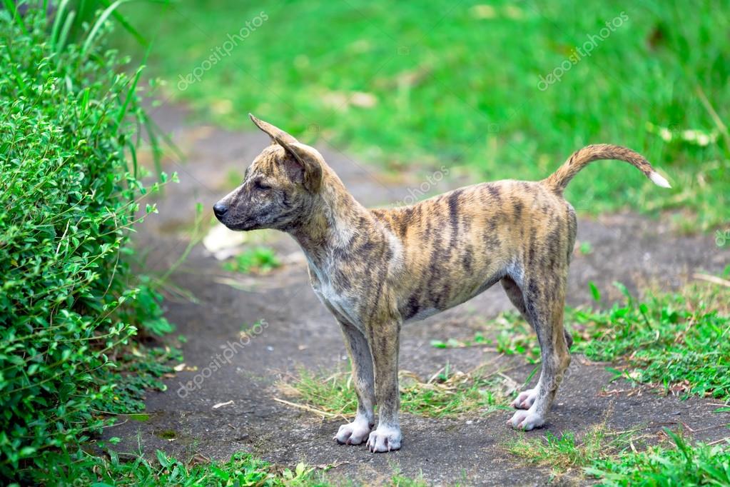 niedlichen Welpen von indonesischen Hund, bali — Stockfoto 13761712