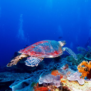 mercan, bali yanında yeşil deniz kaplumbağası
